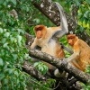 Kahau nosaty - Nasalis larvatus - Proboscis Long-nosed Monkey o8075